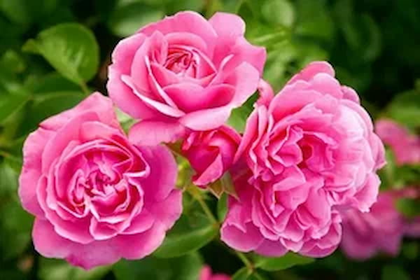 تصویر 5 از قیمت خرید گل محمدی اعلاء + فروش ویژه